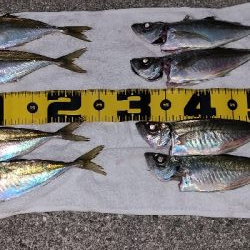 またまたアジング