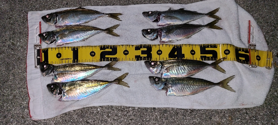 またまたアジング