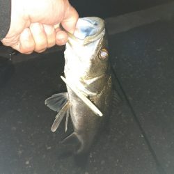 バチ抜け調査Vol.3