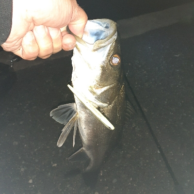 バチ抜け調査Vol.3