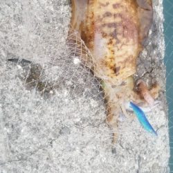 エギング大漁だ～