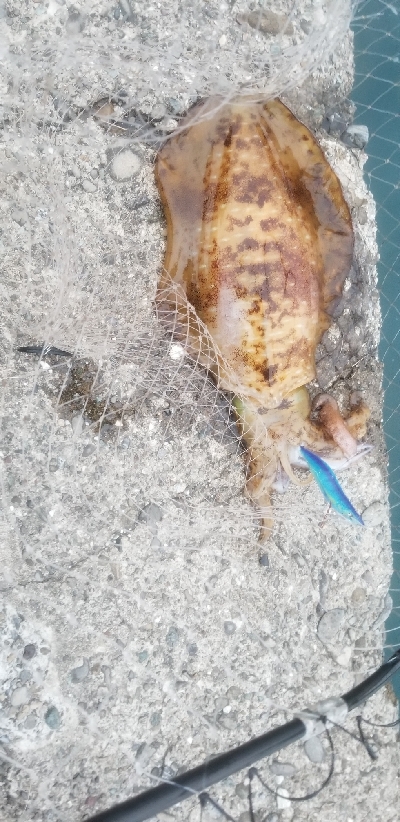 エギング大漁だ～