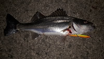 チーバスだらけ