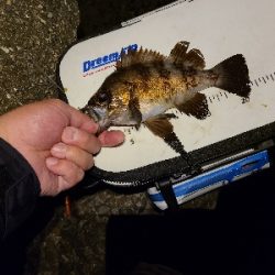 鯵探し兼メバリング