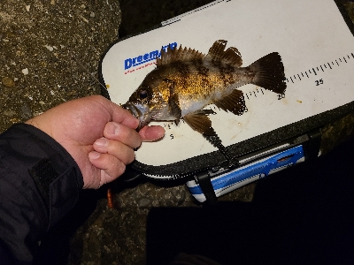 鯵探し兼メバリング