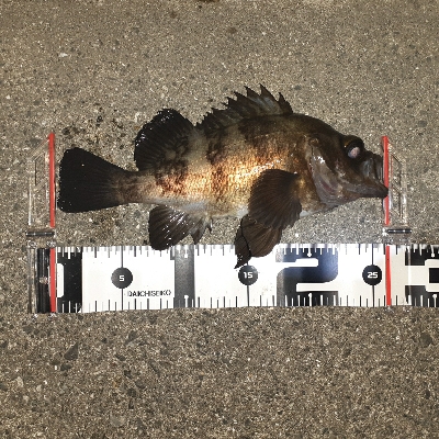 久々にメバリング