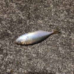 仕事帰りのアジング