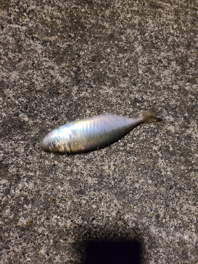 仕事帰りのアジング