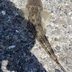 狙いが釣れずも嬉しい外道