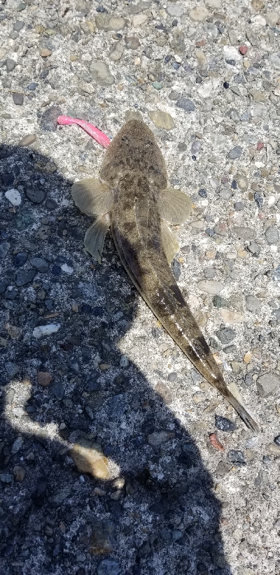 狙いが釣れずも嬉しい外道