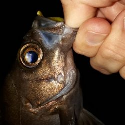 雨が降ろうがそれがなんだぁー