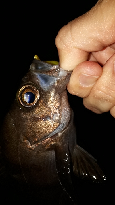 雨が降ろうがそれがなんだぁー