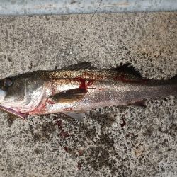 バチ抜けシーバス