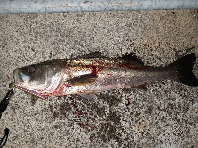 バチ抜けシーバス