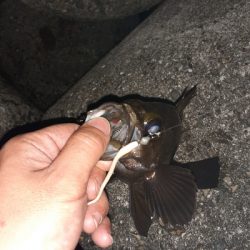 連日メバリング