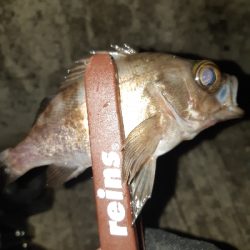 アジングシーズン到来？