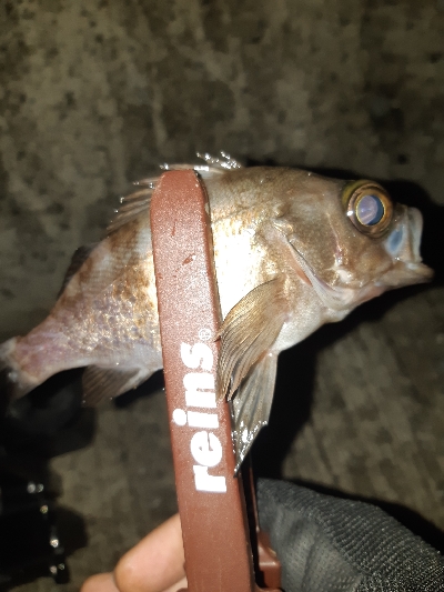 アジングシーズン到来？