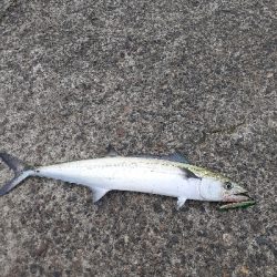 お昼の短時間釣行