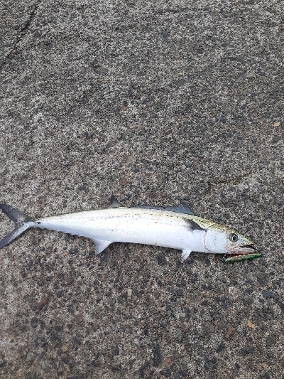 お昼の短時間釣行
