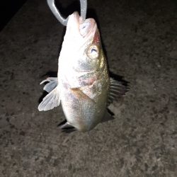 シーバスの赤ちゃん