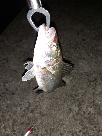 シーバスの赤ちゃん