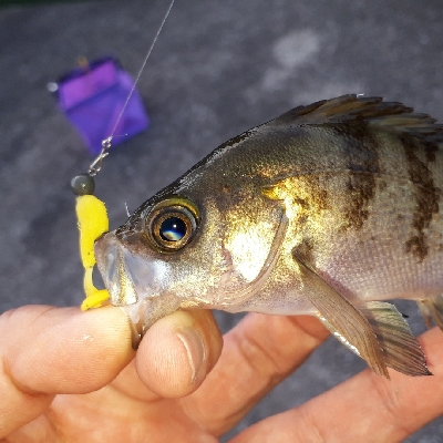 メバリングの数釣りを楽しむ