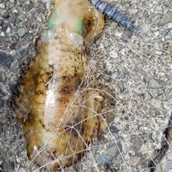 エギングからのキス釣り