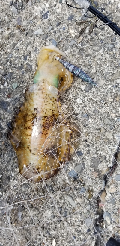 エギングからのキス釣り