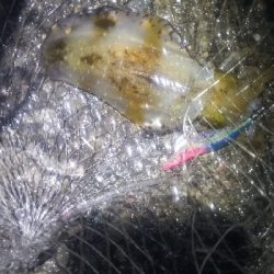 エギング　釣果はまぁまぁかな。