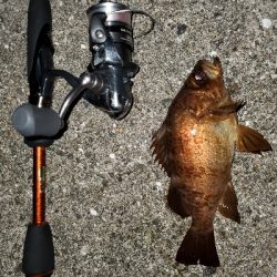 メバル大当たり