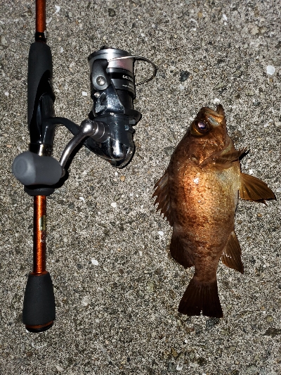 メバル大当たり