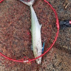 活性は高そうだが・・・