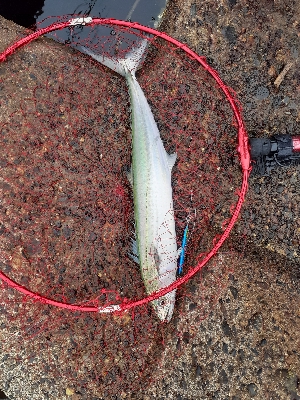 活性は高そうだが・・・