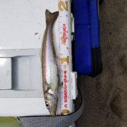 今年、初めての爆釣