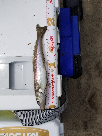 今年、初めての爆釣