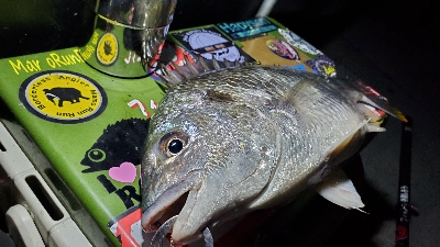 大阪湾奥ランガン日記