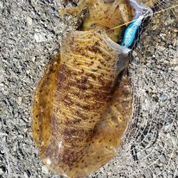 デイエギング　好調文句なし