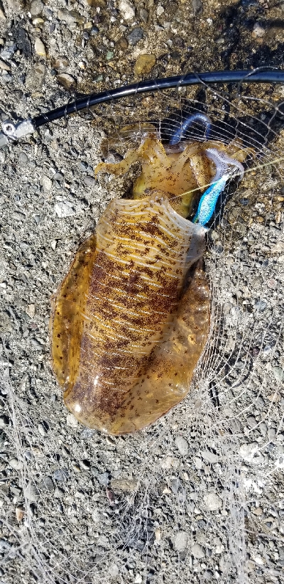 デイエギング　好調文句なし