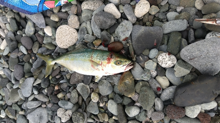 ショアジギング