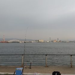 今年はタコがエエかも？