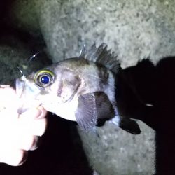 やっと釣れました