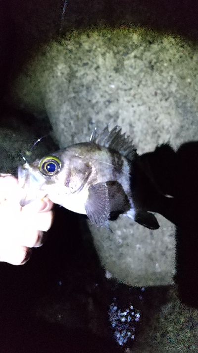 やっと釣れました