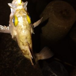 岸際メバリング