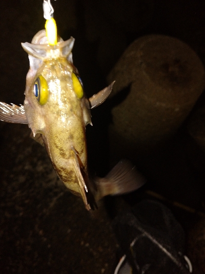 岸際メバリング