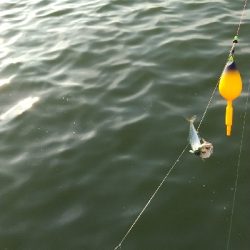 サビキリベンジ