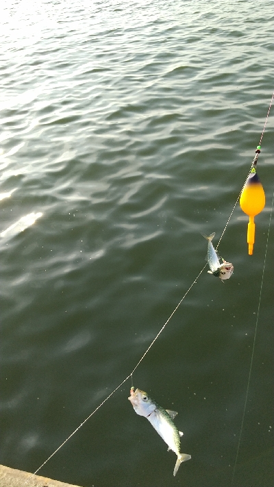 サビキリベンジ