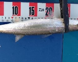 まさかの場所でまさかのカマス