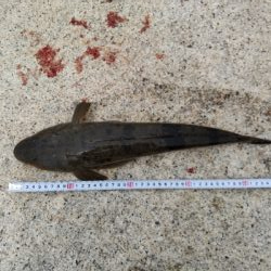 フラットフィッシュゲーム