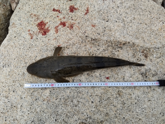 フラットフィッシュゲーム