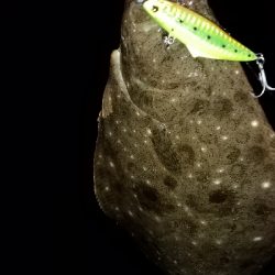 シーバスからのフラットフィッシュ